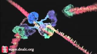 DNA Replication  DNA Polymerase and Helicase Activity Animation [upl. by Ashatan249]