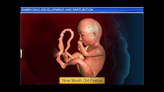 CBSE Class 12 Biology Human Reproduction – 5 Embryonic Development and Parturition [upl. by Trautman]