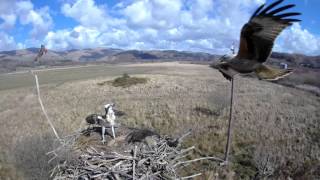 Two ospreys one flounder one kite no fools [upl. by Federico]