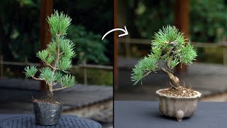 Creating a Pine Bonsai [upl. by Calv]