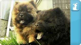 Chow Chow Puppies  PuppyLove [upl. by Otsirc]