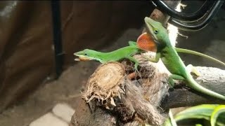 My Green Anoles Hunting At Their Favorite Spot Free Roam Reptiles [upl. by Nosittam]