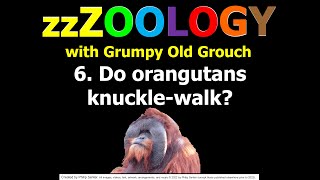 Do orangutans knucklewalk zzzoology 6 with Grumpy Old Grouch [upl. by Campos]