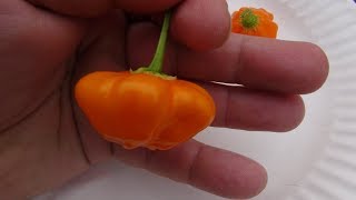 âŸ¹ Brazilian Starfish Orange Pepper  Capsicum baccatum  Pod Review [upl. by Llij]