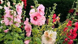 How to grow Hollyhocks Flowers plant [upl. by Kcirej]