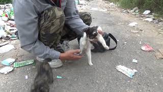 Rescue of two kittens abandoned at the dump [upl. by Llerrahs]