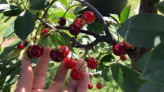 Growing Cherry Trees in Container [upl. by Aimerej927]