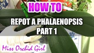 How to repot a Phalaenopsis Orchid Part 1 [upl. by Airod584]