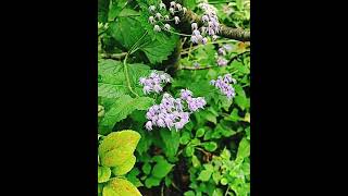 Tiny Blue Mistflower青色フジバカマ Flowers [upl. by Macintyre597]