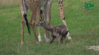 Baby Giraffe Tries to Stand and Takes His First Steps [upl. by Alister448]