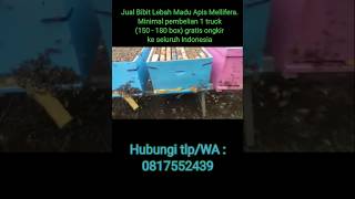 JUAL BIBIT KOLONI LEBAH MADU APIS MELLIFERA apismellifera lebahmaduunggul lebahaustralia [upl. by Langbehn922]