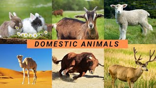 Domestic Animals Name with VIDEOS  Pet Animals with pictures  Domestic Animals Name in English [upl. by Binette983]