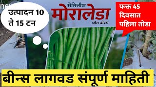 मोरालेडा बीन्स A TO Z संपूर्ण माहिती  Beans Farming  बीन्स मार्केट [upl. by Lorusso]