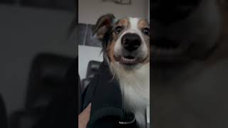 Aussie Collie Comedy Parody 💗davechappelle pplanetgoodstuff comedy dogs shorts funnyshorts [upl. by Cecilius]