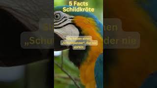 5 Facts Schildkröten [upl. by Asreht]