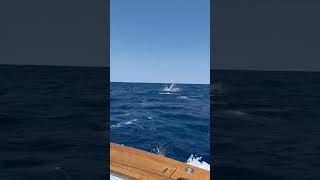 End Game Sportfishing  Big Rock Blue Marlin Tournament 2024  Blue Marlin release sportfishing [upl. by Krute349]