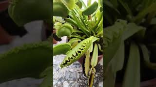 Venus fly trap eating carnivorous plant eating bug shorts [upl. by Kaja]