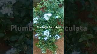 Brighten gardens with Plumbago auriculata This blue flower attracts butterflies flowers shorts [upl. by Henrik]