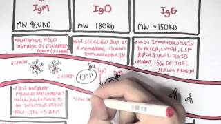 Immunology  Antibodies Function [upl. by Emmet]