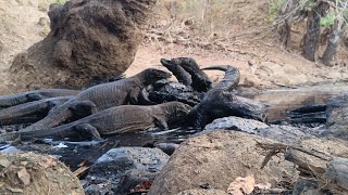 🔴Rare Moment When a Komodo Dragon Eats a Large Water Buffalo [upl. by Atteinotna]