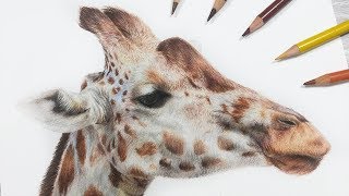 How To Draw a Giraffe with Colored Pencil [upl. by Angus]