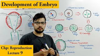 Cleavage and Blastulation  Development of human Embryo [upl. by Ahsercal]