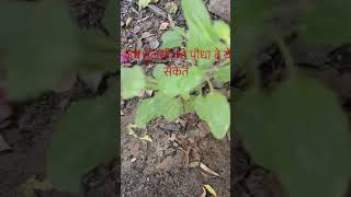 Jb Tulsi ka plant de ye sanket tulsiplant shortvideo [upl. by Kipper]