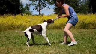 Amazing Dog Tricks by Morgan the English Pointer [upl. by Baker515]