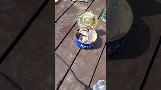 Surströmming  Kiszone śledzie  degustacja [upl. by Rabiah540]