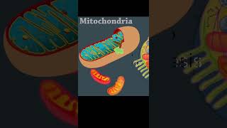 Mitochondria Powerhouse of the Cell biology shorts [upl. by Fidela99]