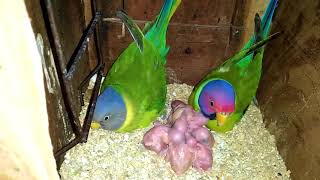 Plum Head parakeet chicks update  66  Part 3  Parrots Breeding [upl. by Zat]