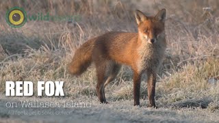 Red Fox  Vulpes vulpes  Wallasea Island frosty morning [upl. by Bor]