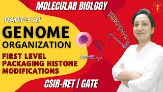 Genome Organization Eukaryotes Part 3A1  First Level Packaging and Histone Modifications [upl. by Trakas380]