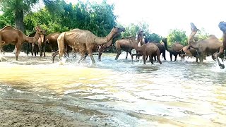 most interesting animals in the worldCamels swimming pool [upl. by Ylatan]