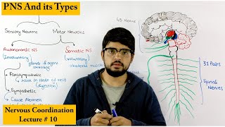 Peripheral Nervous System  PNS [upl. by Alli]