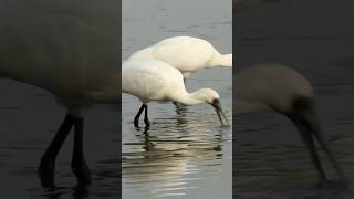 The Spoonbill Society A Deep Dive into Natures Rarest Bird [upl. by Mcevoy]