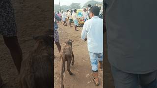 మూడు వేలు చెప్పి 1200 కి ఇచ్చారు calf cattlemarket viralshort గురజాలసంత 31102024 [upl. by Hilliary]