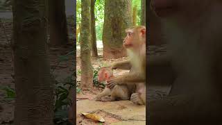 Cutest all babies monkeys Sovana family 23 monkey animals sovana baby cute sovanafamilyjr [upl. by Turpin]