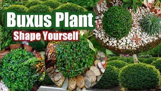 How to grow buxus plant  Boxwood plant  Buxus plant care tips  Buxus shrub [upl. by Alliuqat]