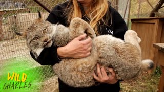 Canadian Lynx [upl. by Eynobe]