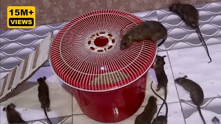 Best Mouse Trap Idea  Most Effective Easy Homemade Mouse Trap  Catch a Mouse in a Plastic Bucket [upl. by Yacov]