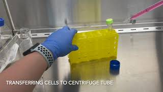 Passaging Kidney Cells in Owen Tamplins Lab at UW–Madison 2022 [upl. by Cuttie]