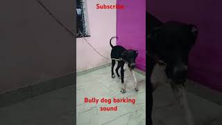 Indian mastiff barking sound  Bully kutta short video  Bully dog [upl. by Ceil348]