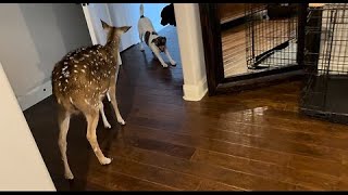 Dogs let deer inside the home [upl. by Aleahcim]