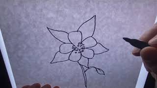 How to Draw a Rocky Mountain Columbine [upl. by Adnulahs]