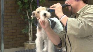 Grooming the Pet Wire Fox Terrier with Lisa Leady [upl. by Fabron]