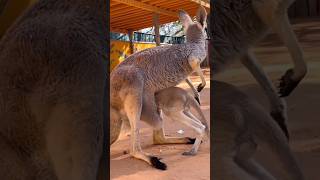 Cute kangaroo kid trying to hide kangaroo birds animals funnyanimals dog pets mother wild [upl. by Livvy900]