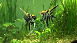 Mated Angelfish [upl. by Kunz831]