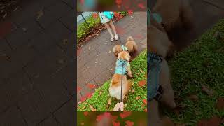 33 Nana Vs Little Poodle  My Dog Meets a Poodle Friend – So Much Excitement 🐶❤️🐩 [upl. by Ativ278]