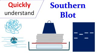 Southern Blot [upl. by Wilinski]